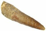 Fossil Spinosaurus Tooth - Real Dinosaur Tooth #286736-1